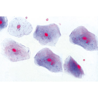 Histology of Mammalia, Elementary Set - Spanish, 1004077 [W13306S], Microscope Slides LIEDER