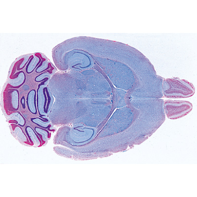 Histology of Mammalia, Supplementary Set - French, 1004079 [W13307F], Microscope Slides LIEDER