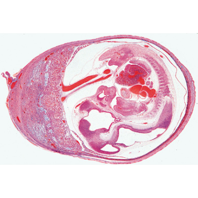 Histology of Mammalia, Supplementary Set - French, 1004079 [W13307F], Micro Slides