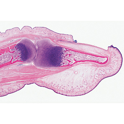 Histology of Mammalia, Supplementary Set - French, 1004079 [W13307F], Micro Slides