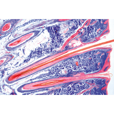 Normal Human Histology, Basic Set - French, 1004083 [W13308F], Microscope Slides LIEDER