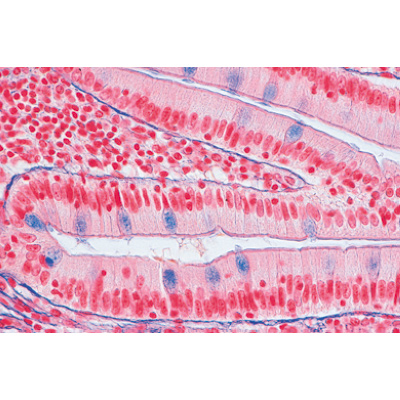 Normal Human Histology, Large Set, Part II. - German Slides, 1004090 [W13310], Microscope Slides LIEDER