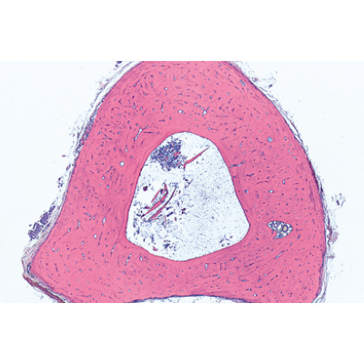 Tissues - Spanish, 1004101 [W13312S], Microscope Slides LIEDER