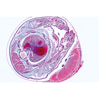 Genital System - Spanish, 1004117 [W13316S], Microscope Slides LIEDER