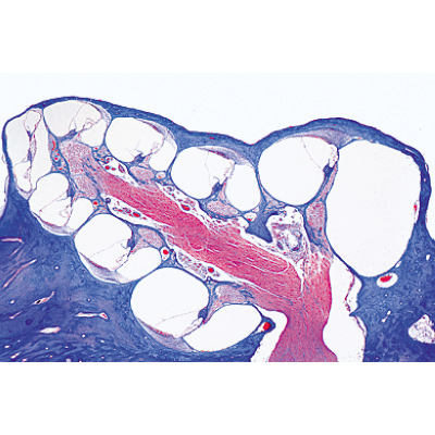 Sensory Organs - German Slides, 1004122 [W13318], Microscope Slides LIEDER