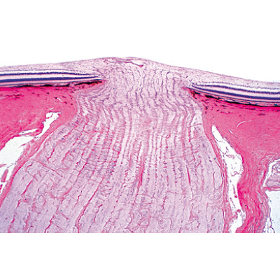 Sensory Organs - German Slides, 1004122 [W13318], Microscope Slides LIEDER
