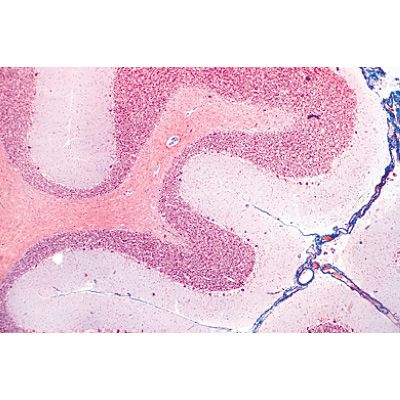 Nervous System - German Slides, 1004126 [W13319], Microscope Slides LIEDER