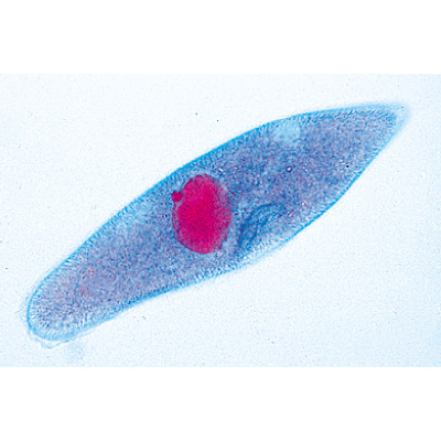Invertebrata, Elementary Set - Spanish, 1004133 [W13320S], Microscope Slides LIEDER