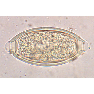 General Parasitology - French, 1004143 [W13323F], French