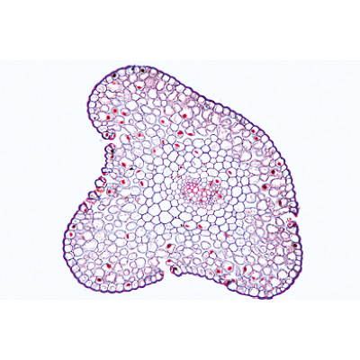 Arrangement and Types of Vascular Bundles - Portuguese Slides, 1004172 [W13330P], Microscope Slides LIEDER