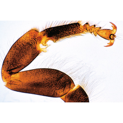 The Honey Bee (Apis mellifica) - German Slides, 1004210 [W13340], German