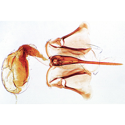 The Honey Bee (Apis mellifica) - German Slides, 1004210 [W13340], Microscope Slides LIEDER