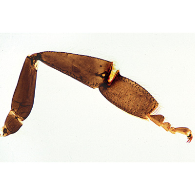 The Honey Bee (Apis mellifica) - Portuguese Slides, 1004212 [W13340P], Microscope Slides LIEDER