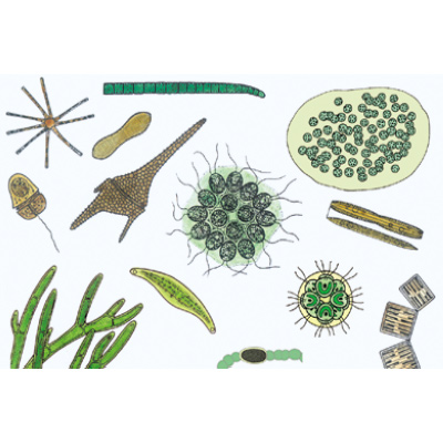 The Microscopic Life in the Water, Part II - Spanish, 1004220 [W13342S], Spanish