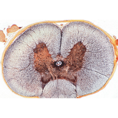 Histology of Mammalia, Elementary Set - English Slides, 1004231 [W13406], Microscope Slides LIEDER