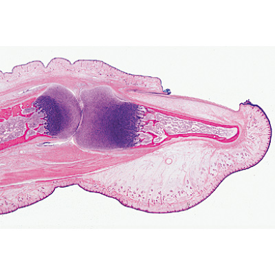 Normal Human Histology, Basic Set - English Slides, 1004233 [W13408], Microscope Slides LIEDER