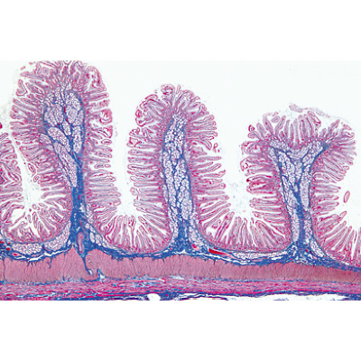 Normal Human Histology, Large Set, Part I. - English Slides, 1004234 [W13409], Microscope Slides LIEDER