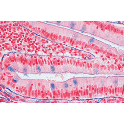 Normal Human Histology, Large Set, Part II. - English Slides, 1004235 [W13410], Microscope Slides LIEDER