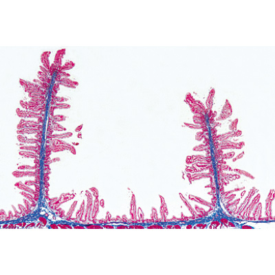 Normal Human Histology, Large Set, Part II. - English Slides, 1004235 [W13410], Microscope Slides LIEDER