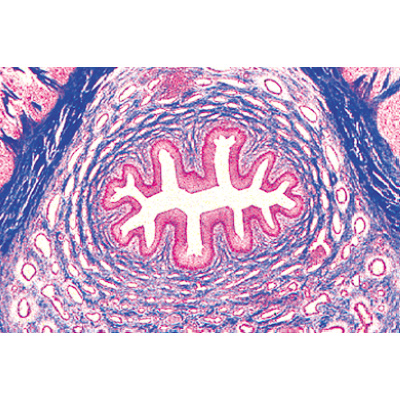 Urinary System - English Slides, 1004240 [W13415], Microscope Slides LIEDER