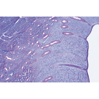 Genital System - English Slides, 1004241 [W13416], Microscope Slides LIEDER