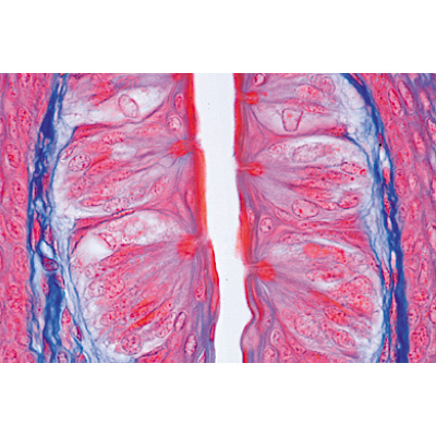 Sensory Organs - English Slides, 1004243 [W13418], Microscope Slides LIEDER