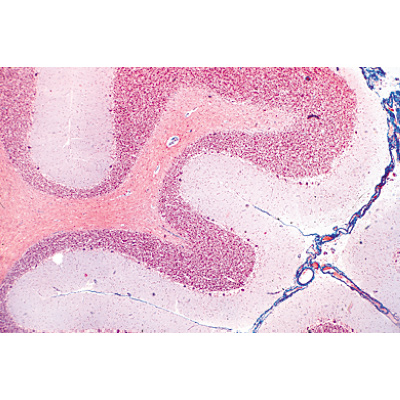Nervous System - English Slides, 1004244 [W13419], Microscope Slides LIEDER