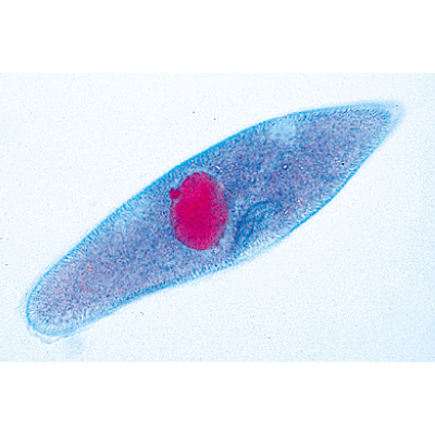 Invertebrata, Elementary Set - English Slides, 1004245 [W13420], Microscope Slides LIEDER