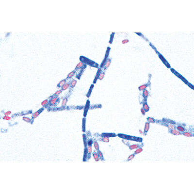 Pathogenic Bacteria - English Slides, 1004249 [W13424], Microscope Slides LIEDER