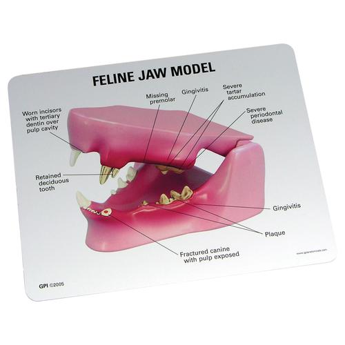 Feline Jaw Model, 1019589 [W33359], Stomatology
