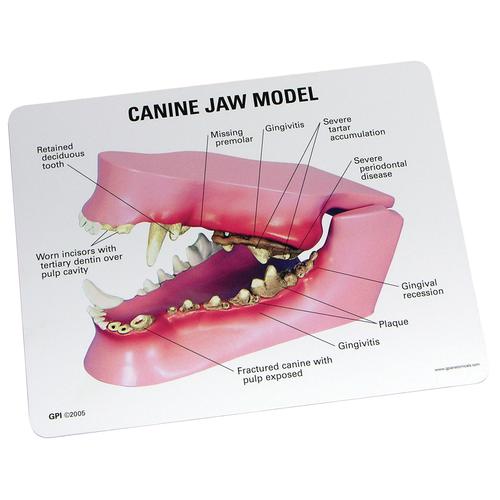 Canine Jaw Model, 1019591 [W33360], Zoological Diseases