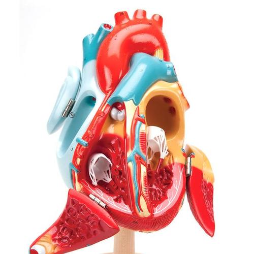 Heart of America™, 2 times life size, 1005529 [W42504], Human Heart Models