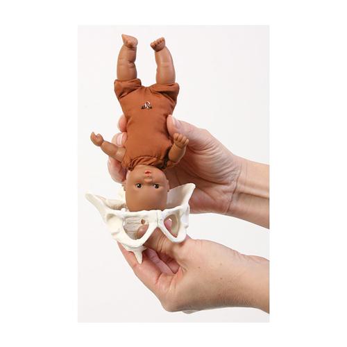 Mini Model Set: Pocket Uterus, Baby, and Pelvis (6 Pieces), 1018407 [W43092], Obstetrics