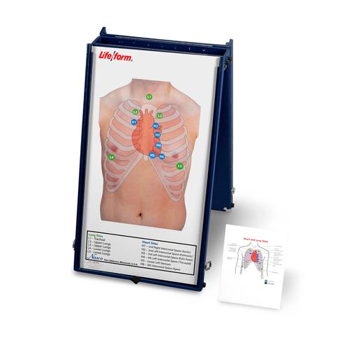 Auscultation Board with Case Only, 3004374 [W44643], Auscultation