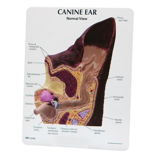 Canine Ear Model - Normal / Infected, 1019593 [W47850], Zoological Diseases