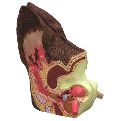 Canine Ear Model - Normal / Infected - 1019593 - W47850 - 9200