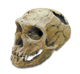Bone Clones® Homo neanderthaliens Skull, W59307, Human Skull Models