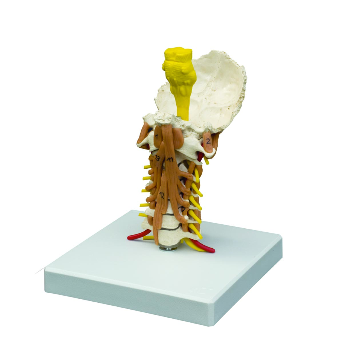 Cervical Spine Model with Muscles | Human Spine Models