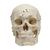 Deluxe Demonstration-Skull, 14-parts, 1019403, Human Skull Models (Small)