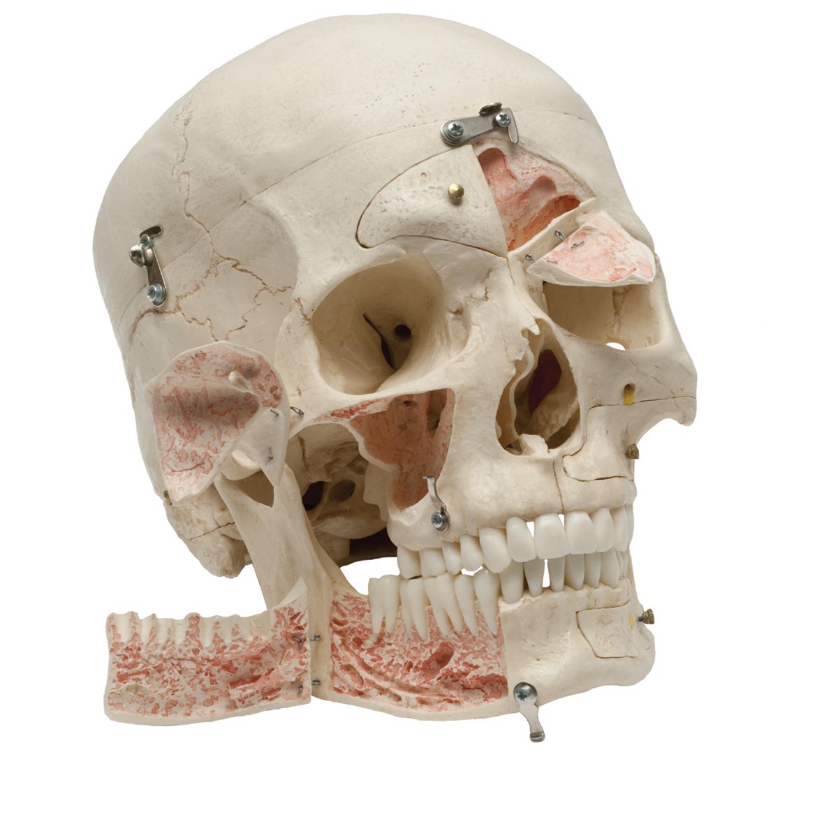 Костные ткани черепа. Череп анатомия. Человеческий череп в разрезезе.