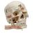 Deluxe Demonstration-Skull, 14-parts, 1019403, Human Skull Models (Small)
