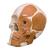 Skull with facial muscles on left side, 1019411, Human Skull Models (Small)