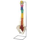 Flexible Dorn spine with femur heads and stand, 1019417, Modelos de Columna vertebral