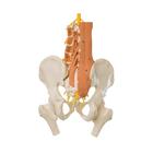Pelvic Model with Lumbar Spine Muscles and Femur Heads, 1019419, Modelos de Pelvis y Genitales