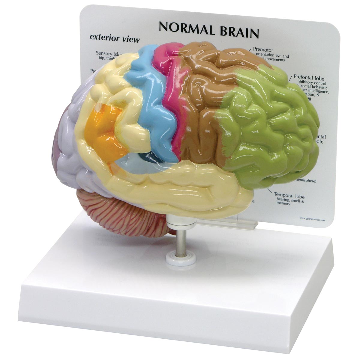 Half Brain Model 1019543 2950 Human Brain Models Models Of