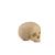 ORTHObones Standard Pediatric Hollow Skull with Support Block, 1019705, 3B ORTHObones Standard (Small)