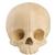 ORTHObones Standard Pediatric Hollow Skull with Support Block, 1019705, 3B ORTHObones Standard (Small)
