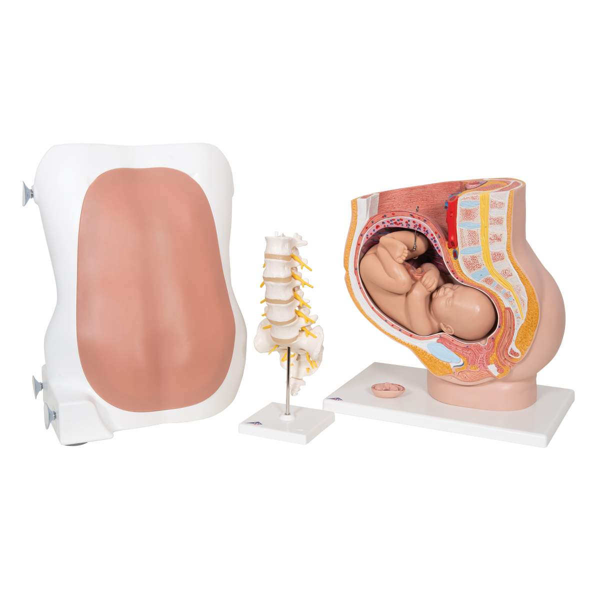 Anesthesiology Lab Set 8000874 3B Scientific 3011612 OB/GYN