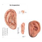 Acupuncture left ear model and ear chart, 3011919, Modelos