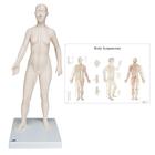 Female Acupuncture model with body chart, 3011921, Modelos